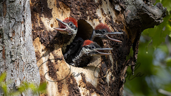 Pileated Woodpecker