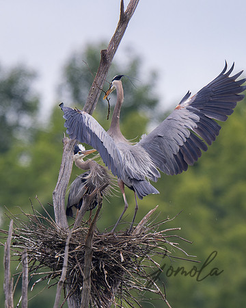 Great Blue Heron