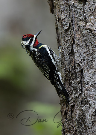 Yellow-bellied Sapsucker
