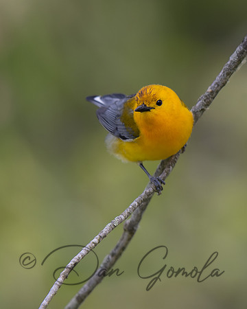 Prothonotary Warbler