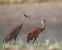 Sandhill Crane