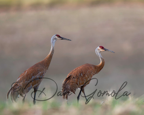 Sandhill Crane
