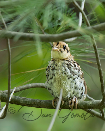 Ruffed Grouse