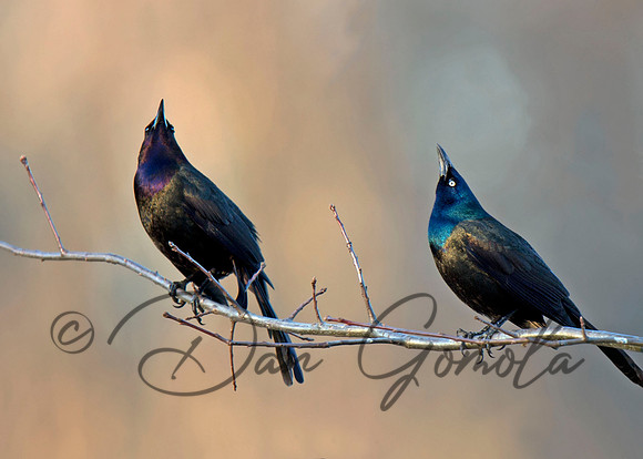 Common Grackle