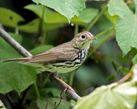 Ovenbird