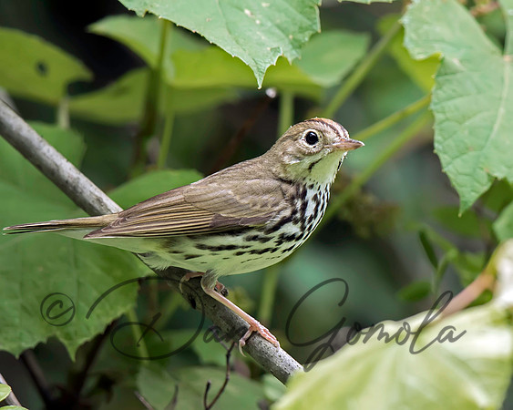 Ovenbird