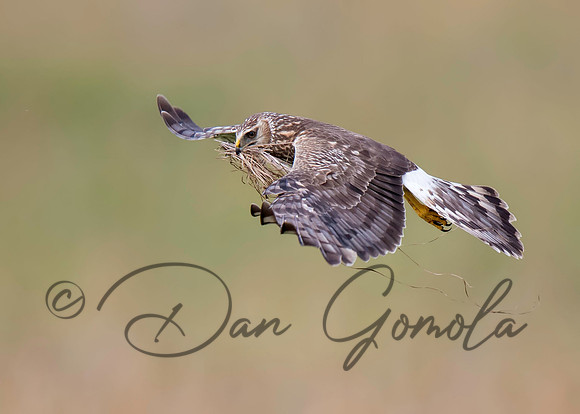 Northern Harrier