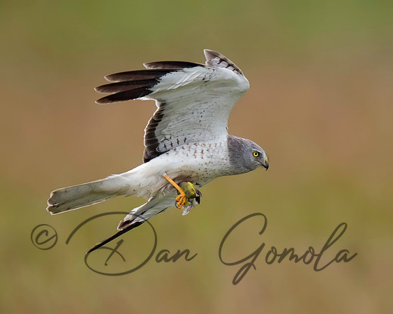 Northern Harrier