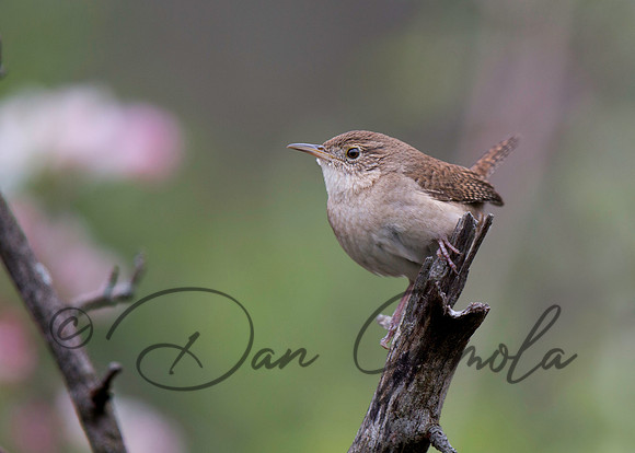 House Wren