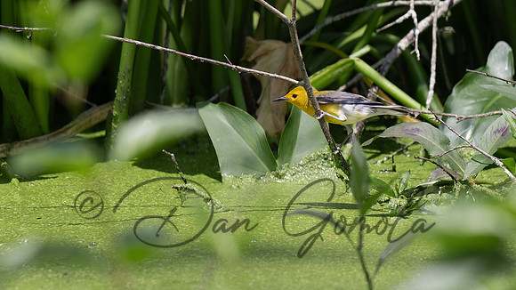 Prothonotary Warbler