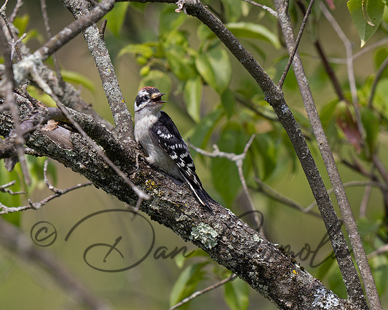 Downey Woodpecker