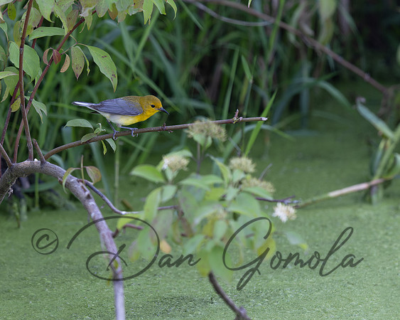 Prothonotary Warbler