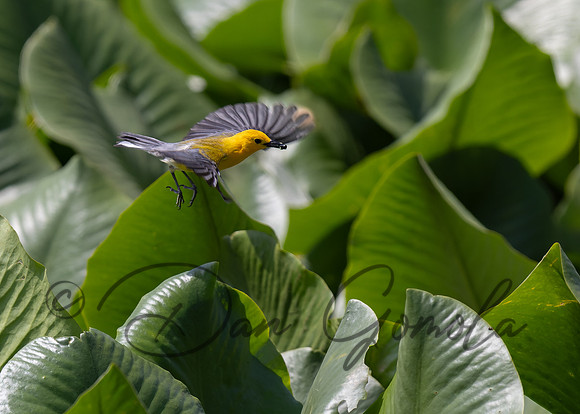 Prothonotary Warbler