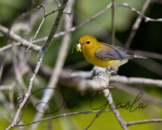 Prothonotary Warbler