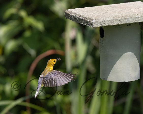 Prothonotary Warbler