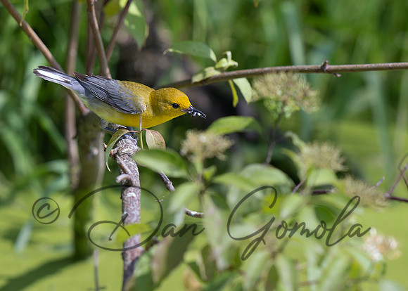 Prothonotary Warbler