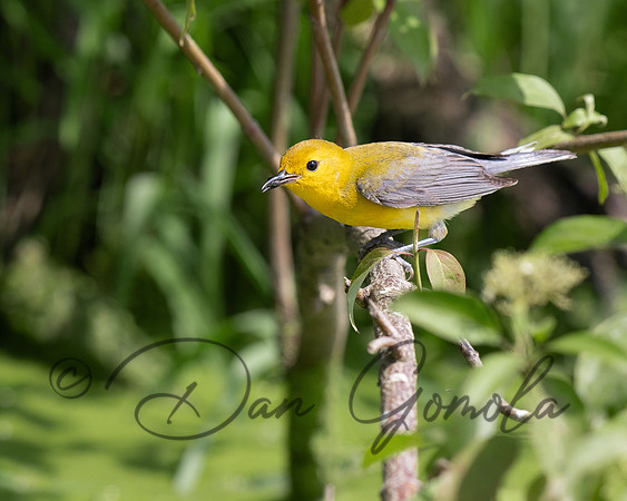 Prothonotary Warbler