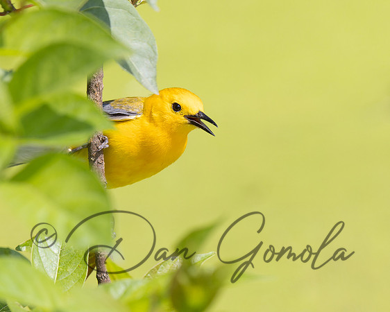 Prothonotary Warbler