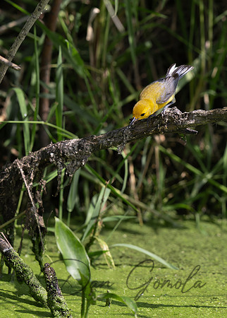 Prothonotary Warbler