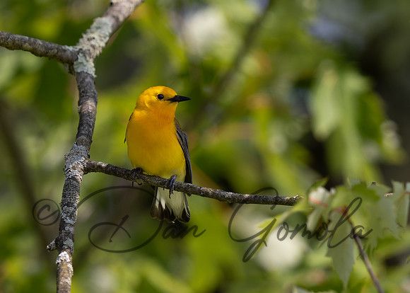 Prothonotary Warbler