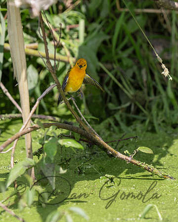 Prothonotary Warbler