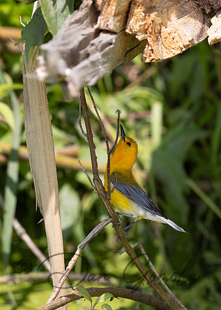 Prothonotary Warbler