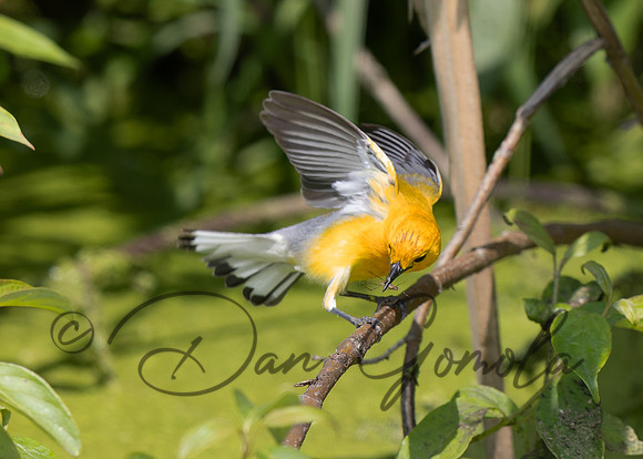 Prothonotary Warbler