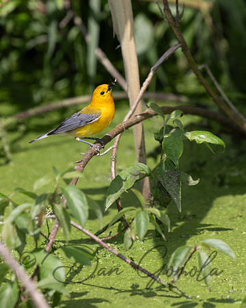 Prothonotary Warbler