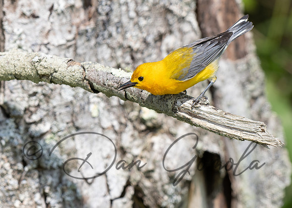 Prothonotary Warbler