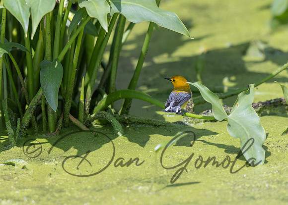 Prothonotary Warbler