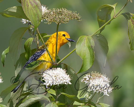 Prothonotary Warbler