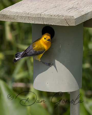 Prothonotary Warbler
