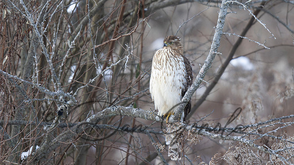 Cooper's Hawk