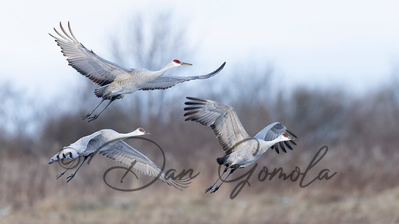 Sandhill Crane