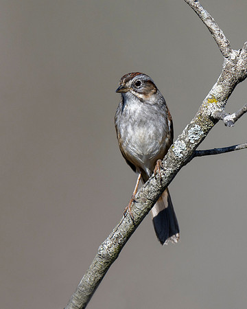 Swamp SParrow