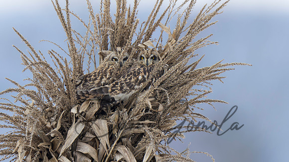 Short-eared Owl