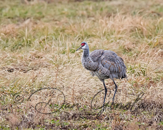 Sandhill Crane