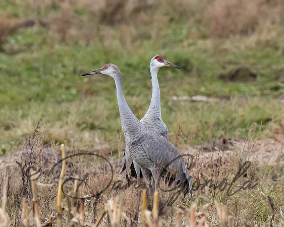 Sandhill Crane
