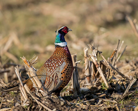 Ring-necked Pheasant
