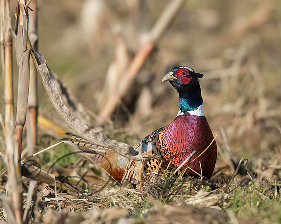 Ring-necked Pheasant