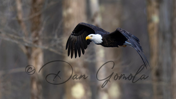 Bald Eagle
