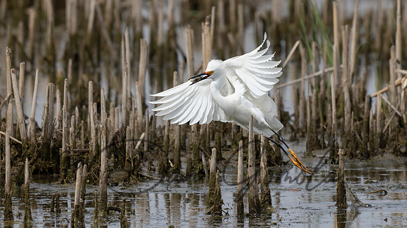 Snowy Egret