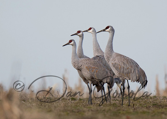 Sandhill Crane