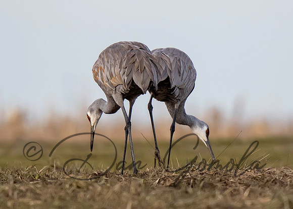 Sandhill Crane