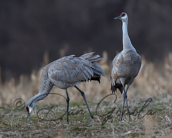 Sandhill Crane