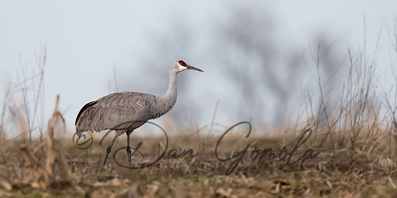 Sandhill Crane