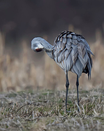 Sandhill Crane