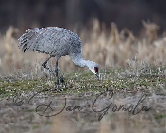 Sandhill Crane