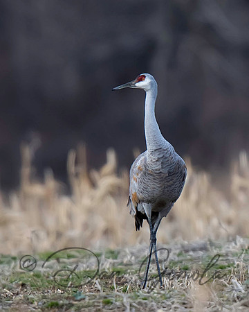 Sandhill Crane