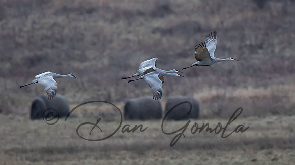Sandhill Crane